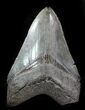 Fossil Megalodon Tooth - Serrated Blade #76552-1